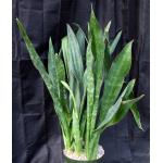 Sansevieria hyacinthoides (Shamva, Zimbabwe) 8-inch pots