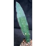 Sansevieria kirkii var. kirkii 5-inch pots