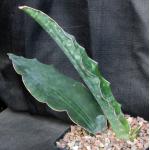 Sansevieria kirkii var. kirkii one-gallon pots
