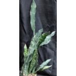 Sansevieria kirkii var. pulchra 2-gallon pots
