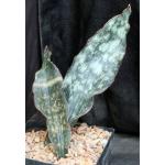 Sansevieria kirkii var. pulchra cv Coppertone one-gallon pots