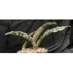Sansevieria kirkii var. pulchra cv Coppertone 8-inch pots
