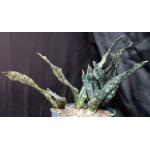 Sansevieria kirkii var. pulchra cv Coppertone 12-inch pots