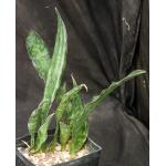 Sansevieria kirkii var. pulchra one-gallon pots