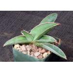 Sansevieria lavranii 2-inch pots