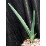 Sansevieria lavranii (Lav 23295) one-gallon pots