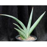 Sansevieria lavranii (Lav 24688) 2-gallon pots