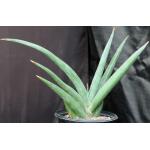 Sansevieria lavranii (Lav 24688) 2-gallon pots