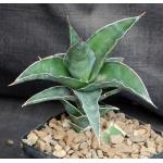 Sansevieria lavranii (WY 1158) 5-inch pots