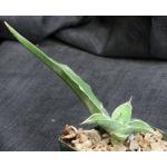 Sansevieria lavranii (WY 1158) 4-inch pots