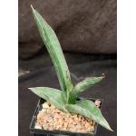 Sansevieria lavranii 5-inch pots