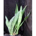 Sansevieria longiflora 2-gallon pots