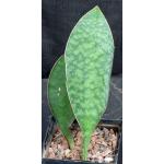 Sansevieria masoniana 5-inch pots
