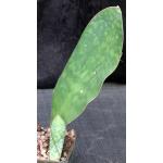 Sansevieria masoniana 5-inch pots