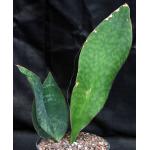 Sansevieria masoniana 8-inch pots
