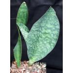 Sansevieria masoniana one-gallon pots