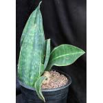Sansevieria masoniana variegate 3-gallon pots