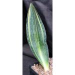 Sansevieria masoniana (variegate) one-gallon pots