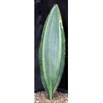 Sansevieria masoniana (variegate) 2-gallon pots