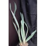 Sansevieria metallica cv Tenzan 2-gallon pots
