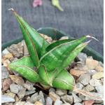 Sansevieria mikephillipsii 5-inch pots