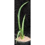 Sansevieria mikephillipsii one-gallon pots