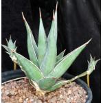 Sansevieria pinguicula 2-gallon pots