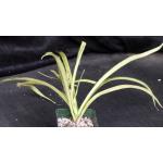 Sansevieria parva (variegated) 4-inch pots