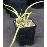 Sansevieria pearsonii (variegated) 5-inch pots