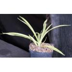 Sansevieria parva (variegated) one-gallon pots