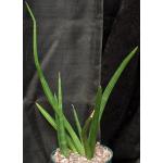 Sansevieria patens 8-inch pots