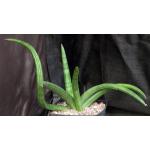 Sansevieria patens one-gallon pots