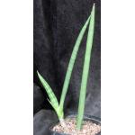 Sansevieria patens one-gallon pots