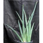 Sansevieria pearsonii 3-gallon pots