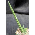 Sansevieria pearsonii (variegated) 4-inch pots