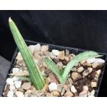 Sansevieria pearsonii (variegated) 5-inch pots