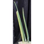 Sansevieria pearsonii (variegated) 8-inch pots