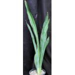 Sansevieria pedicellata (Chipenge) 2-gallon pots