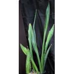 Sansevieria pedicellata (Chipenge) 2-gallon pots