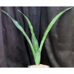 Sansevieria pedicellata (Chipenge) 2-gallon pots