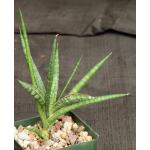 Sansevieria phillipsiae (KEW 410-74-03700) 4-inch pots