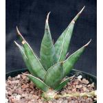 Sansevieria pinguicula 8-inch pots