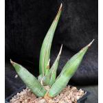 Sansevieria pinguicula (Lav 12240) one-gallon pots