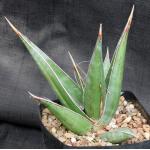 Sansevieria pinguicula (Lav 12240) one-gallon pots