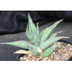 Sansevieria pinguicula one-gallon pots