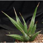 Sansevieria pinguicula (Bally 9386) 8-inch pots