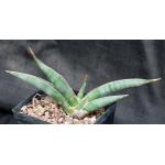 Sansevieria powellii (Lav 24534) one-gallon pots
