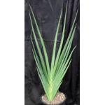 Sansevieria robusta (Bhitala 1026) 5-gallon pots