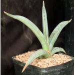 Sansevieria rorida (Lav 23319) one-gallon pots