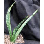 Sansevieria roxburghiana (Vandalur Hill, India) one-gallon pots